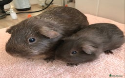 Guinea Pig rodents for sale: Skinny Boar - Werewolf Sow - Sow & Daughter Tweed  - Image 4