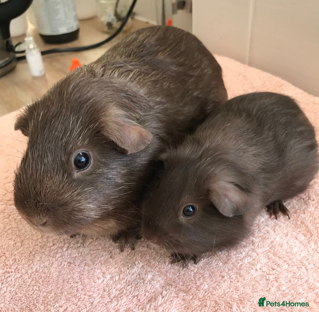 Guinea Pig rodents for sale: Skinny Boar - Werewolf Sow - Sow & Daughter Tweed  - Image 4