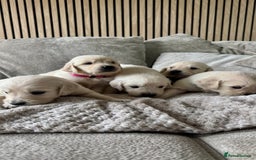 Golden Retriever dogs for sale: Golden puppies  - Image 1