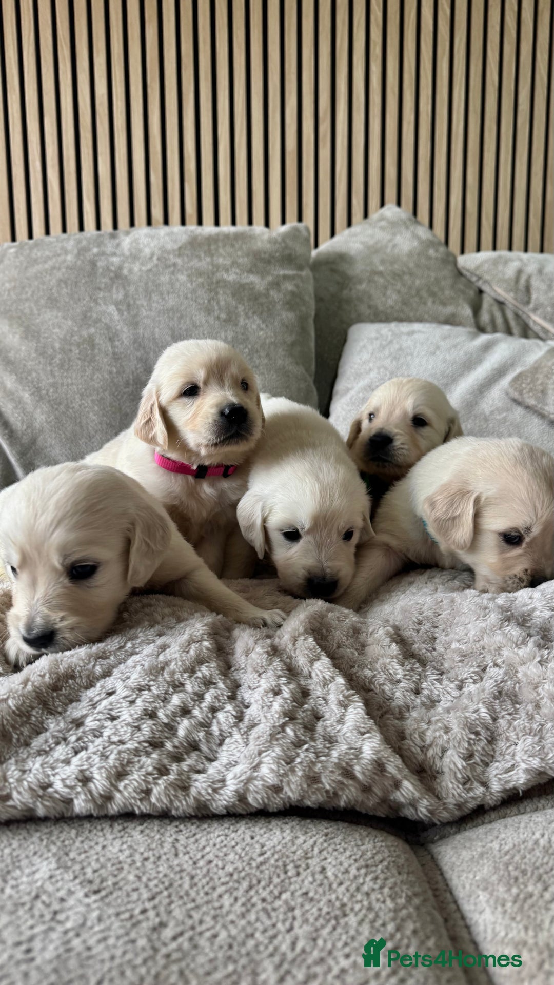 Golden Retriever dogs for sale: Golden puppies  - Image 1