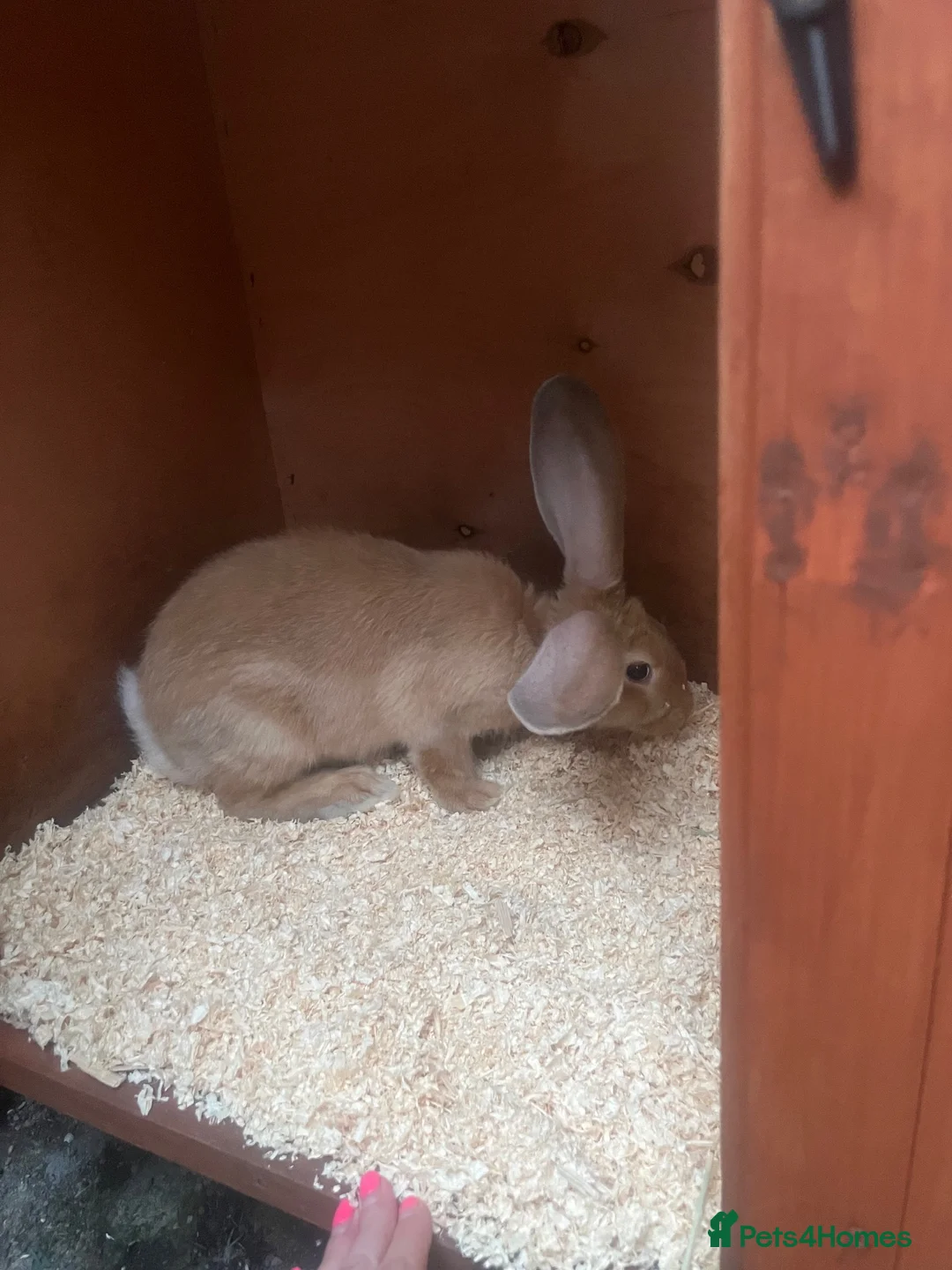 Continental Giant rabbits for sale: Continental giant boy - Advert 5