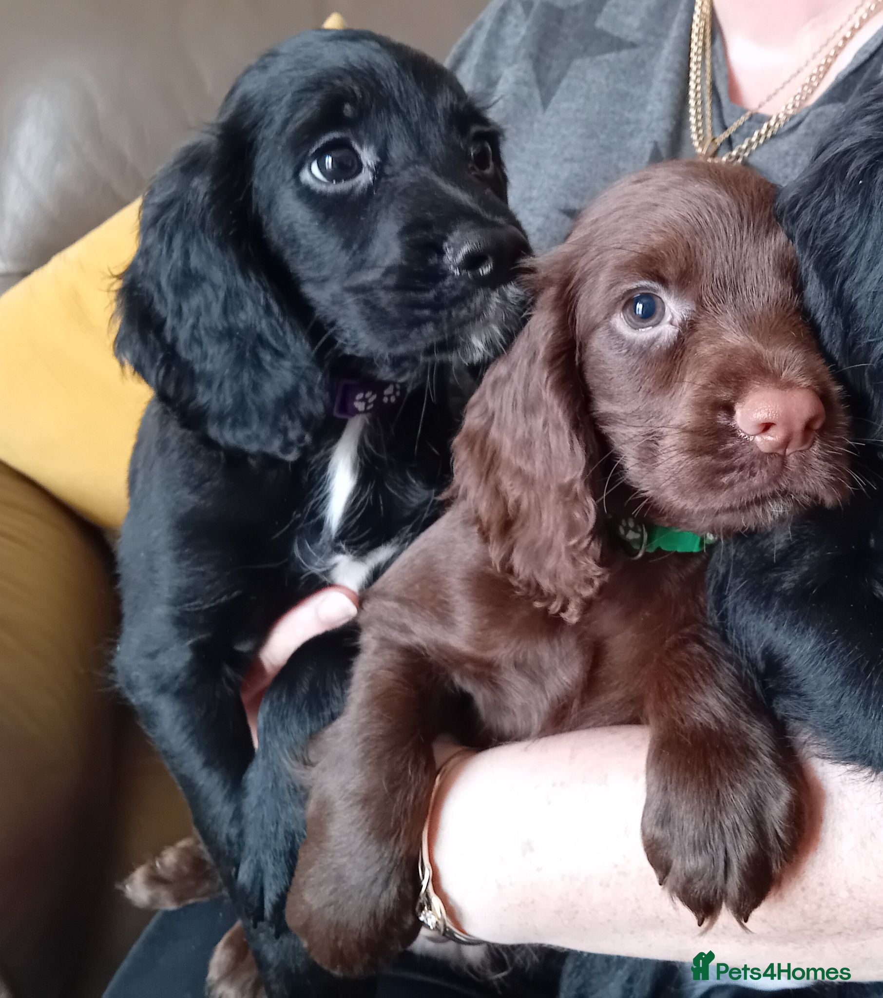 Sprocker dogs Beautiful Sprocker Puppies  - Advert 1