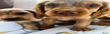 Cocker Spaniel 1