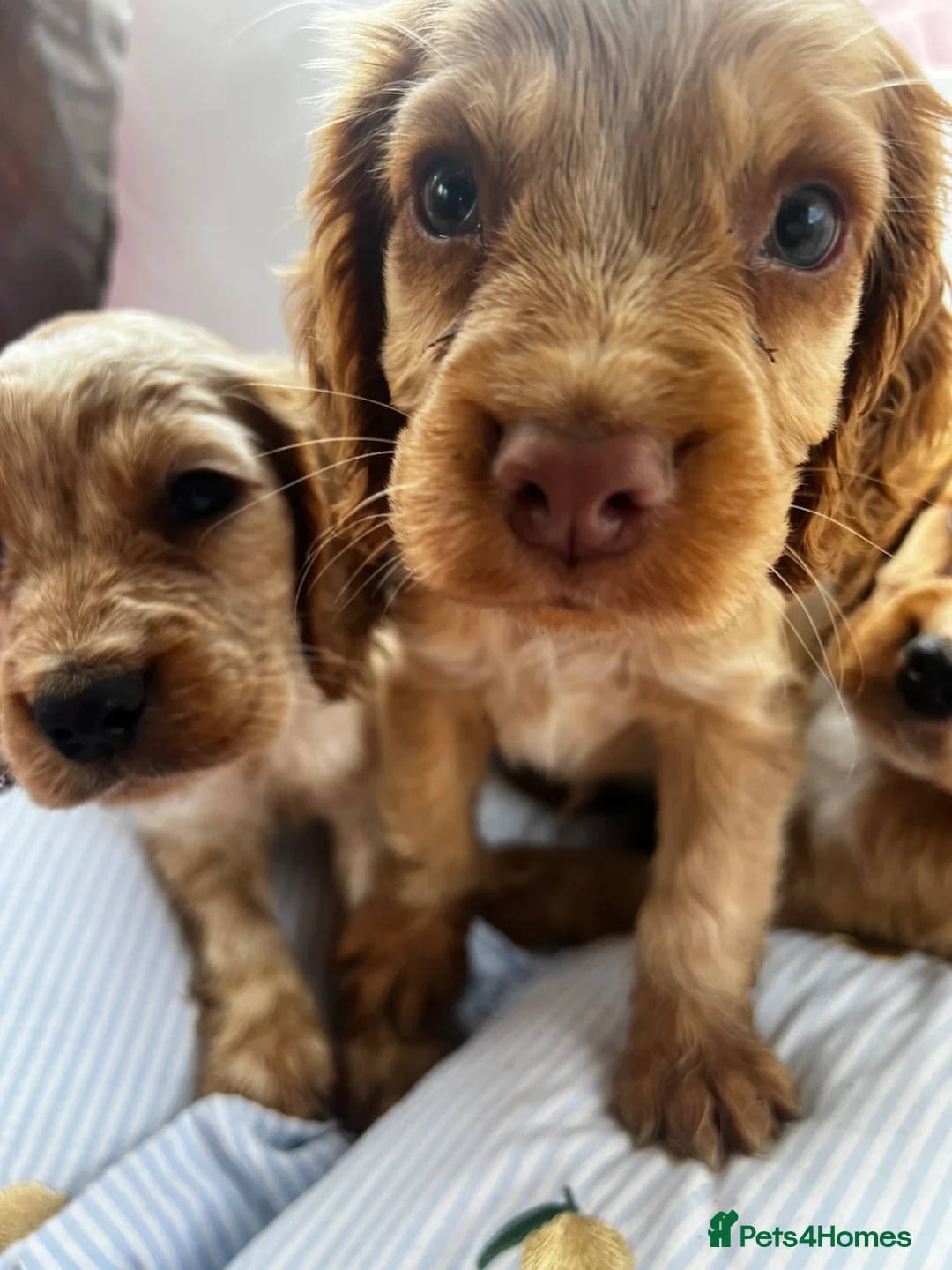 Cocker Spaniel dogs for sale: Show type cocker boys  in Daventry - Advert 2