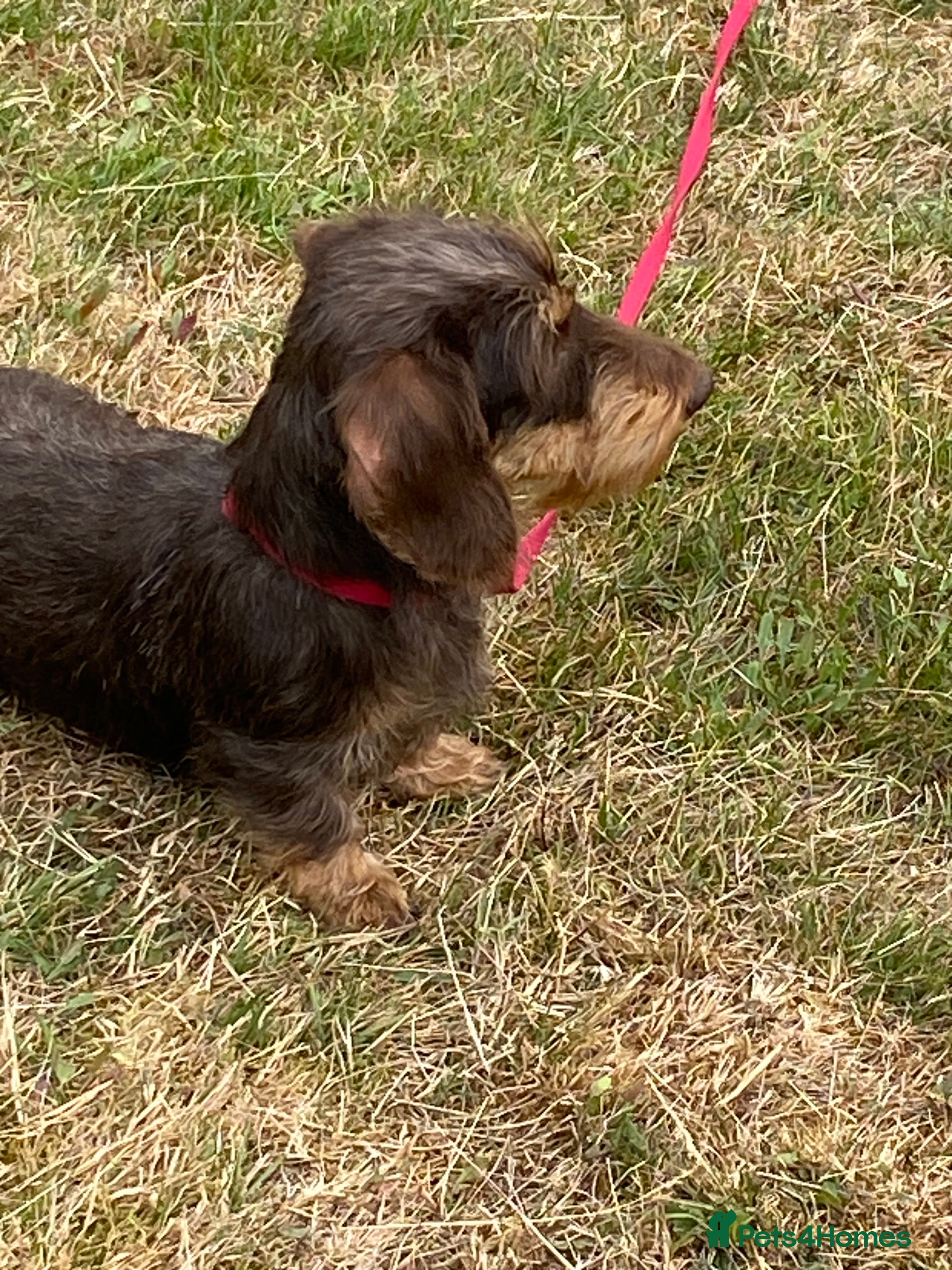 Dachshund dogs Miniature wired hair Dachshund  - Advert 3