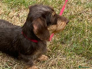 Dachshund dogs Miniature wired hair Dachshund - Advert 1