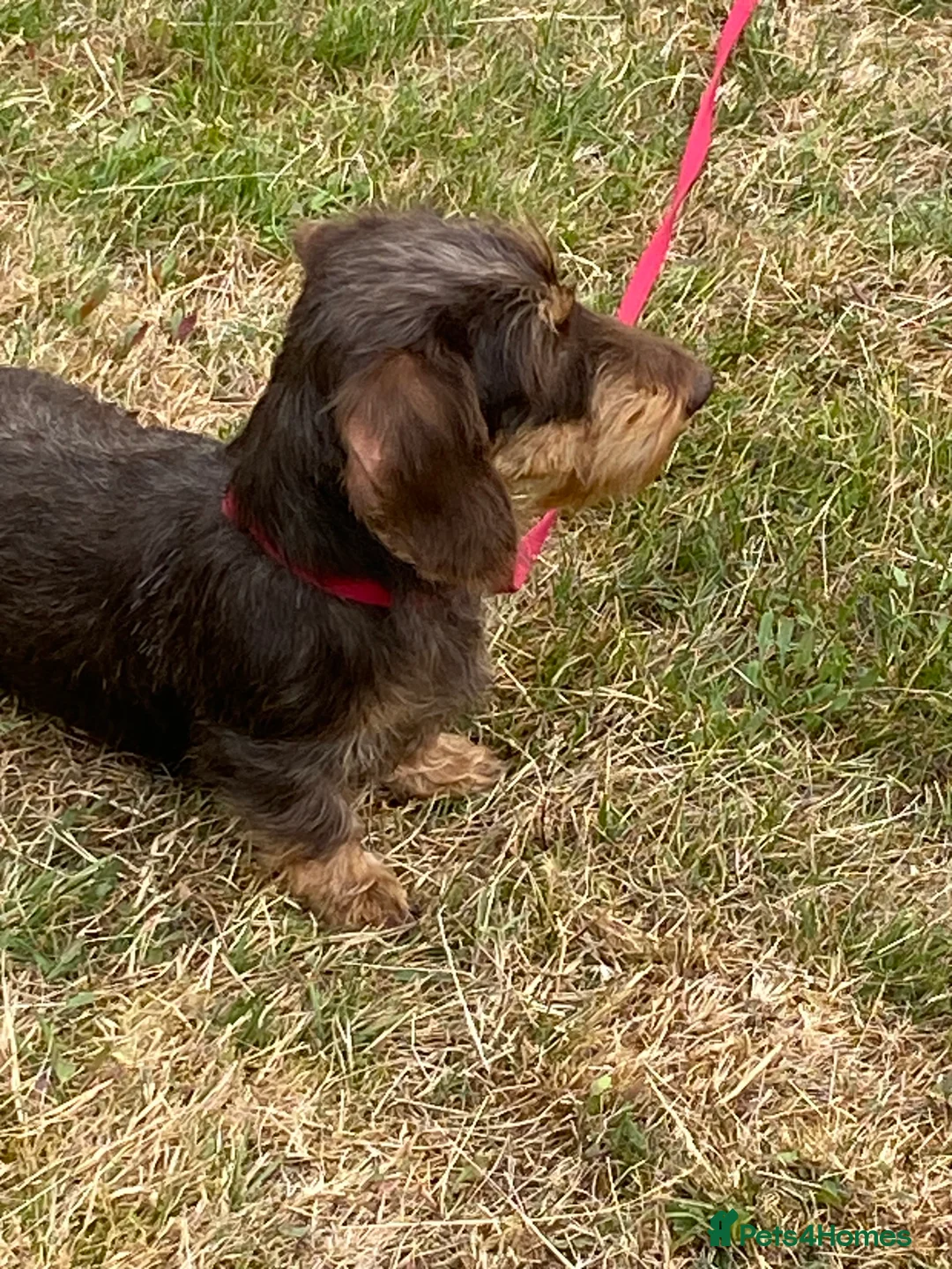 Dachshund dogs for sale: Miniature wired hair Dachshund  - Advert 1