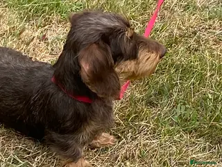 Dachshund dogs Miniature wired hair Dachshund - Advert 4