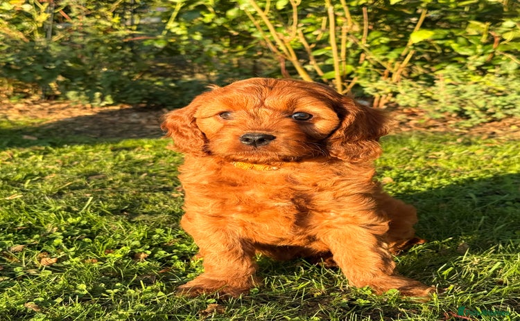 Cavapoo dogs - Advert 12