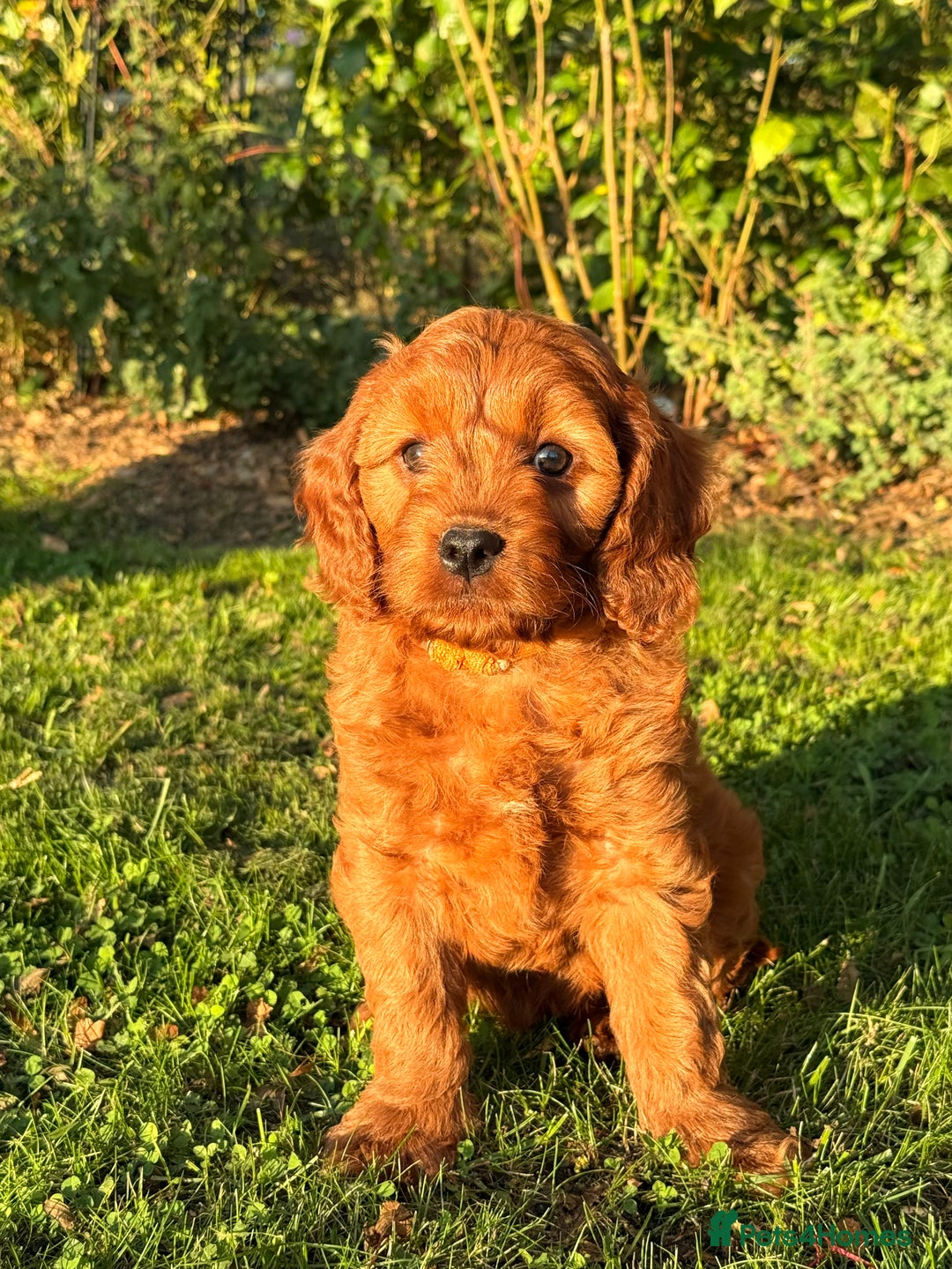Cavapoo dogs for sale: F1 Cavapoo Girl Ready Now  - Image 1