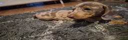 Miniature Dachshund dogs for sale: Miniature Dachshund puppies - Advert 39