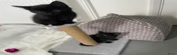 Russian Blue cats for sale: READY FOR THEIR FOREVER! - Mixed Russian Blue - Advert 10