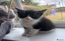 Ragdoll cats for sale: Ragdoll x BSH - Ready now - Image 7