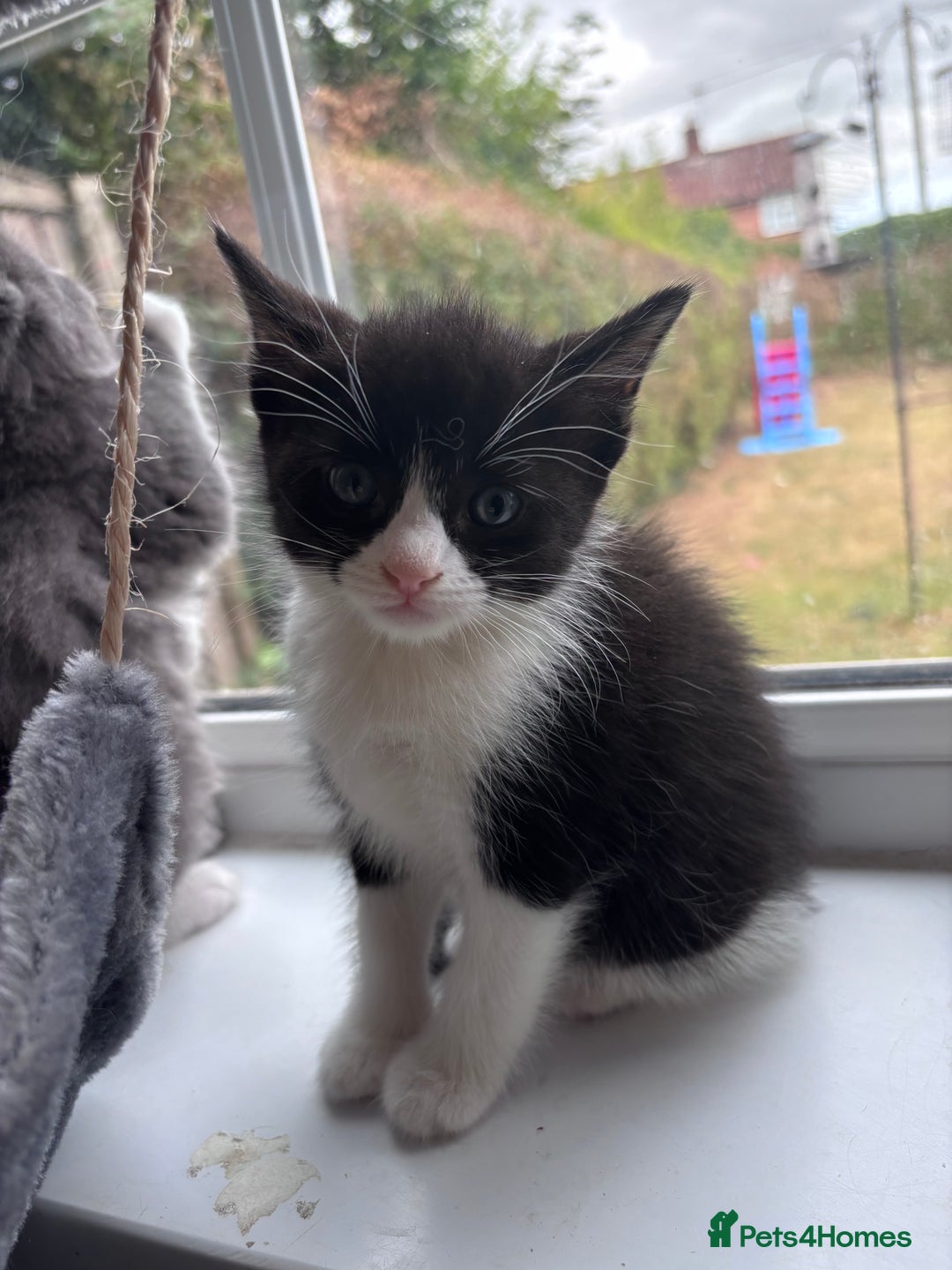 Ragdoll cats for sale: Ragdoll x BSH - Ready now - Image 7