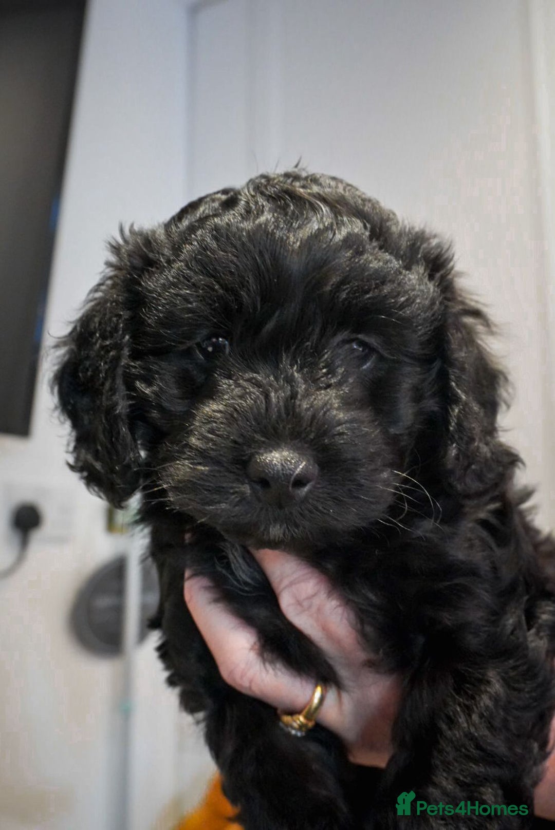 Cockapoo dogs for sale: Beautiful litter of cockerpoo puppies  - Advert 7