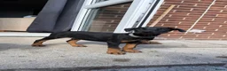 Dobermann dogs for sale: 1 FEMALE READY TO LEAVE NOW!! | Doberman pups!  - Advert 16
