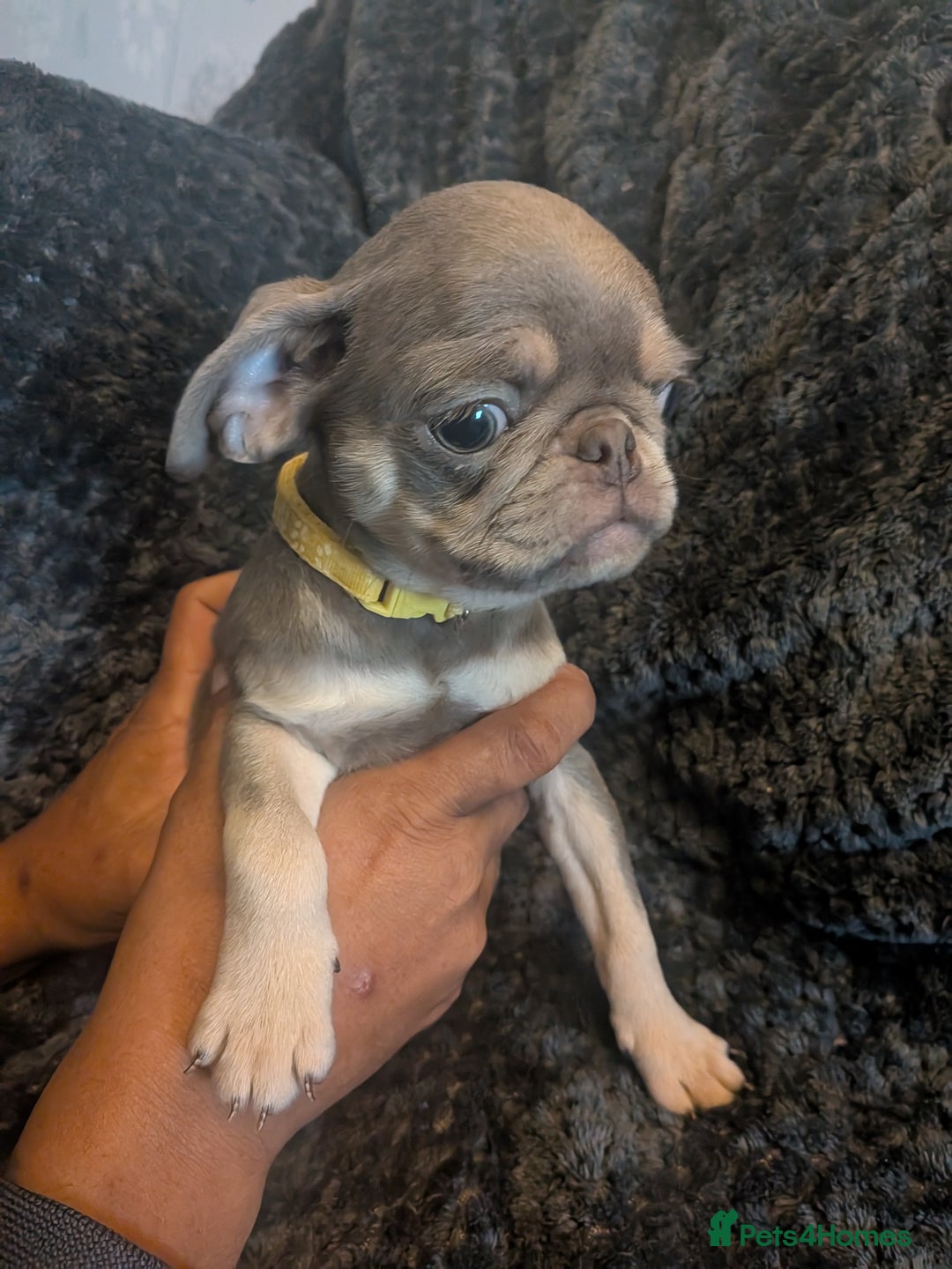 Pug dogs for sale: 2 left quality pug puppies  - Image 11