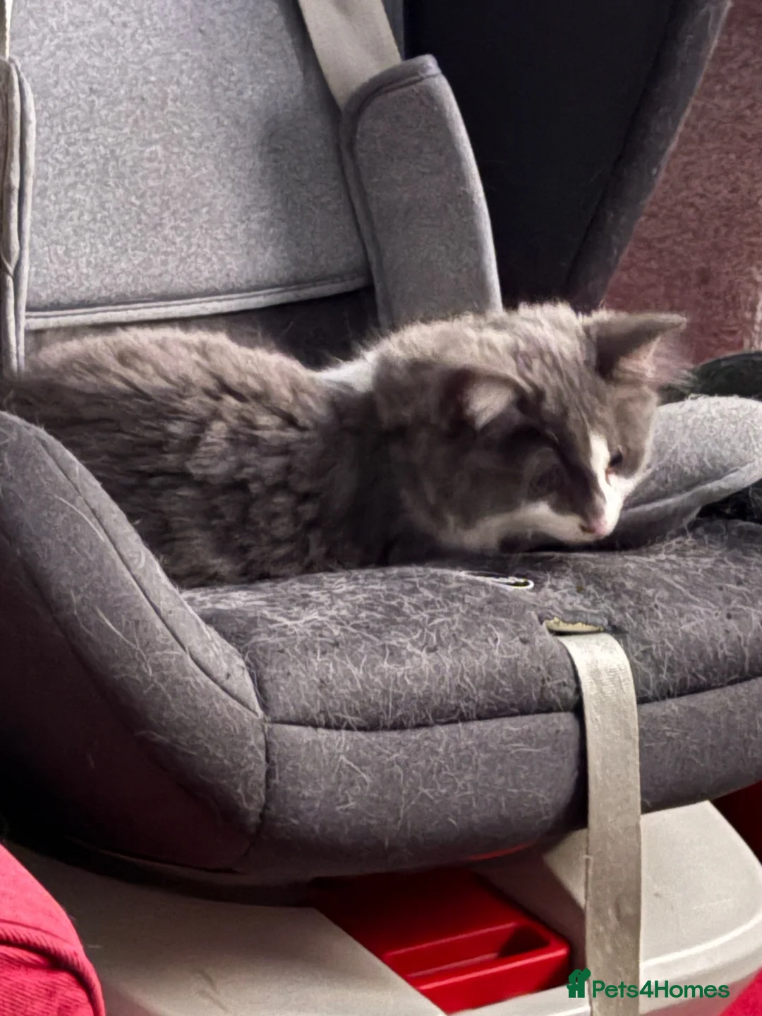 Mixed Breed cats for sale: Beautiful fluffy grey and white kitty - Advert 1