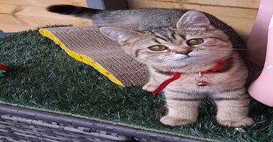 British Shorthair cats - Advert 4