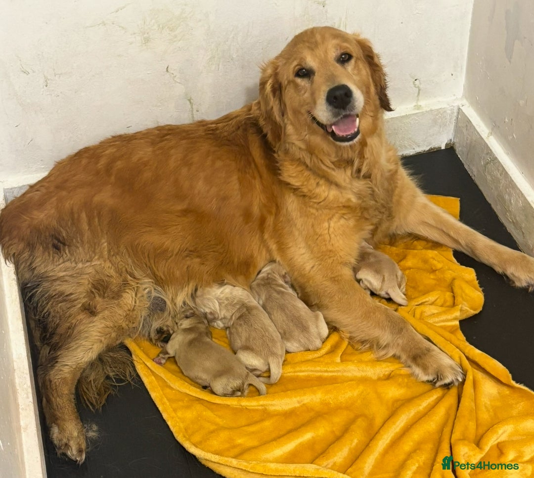 Golden Retriever dogs for sale: Beautiful Golden Retriever Puppies - Image 10