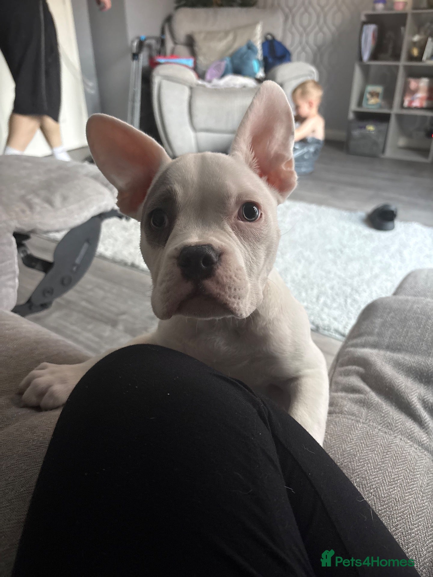 American Bulldog dogs American pocket bully male.  - Advert 18