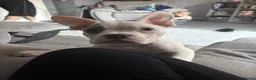 American Bulldog dogs for sale: American pocket bully male.  in Gainsborough - Advert 1