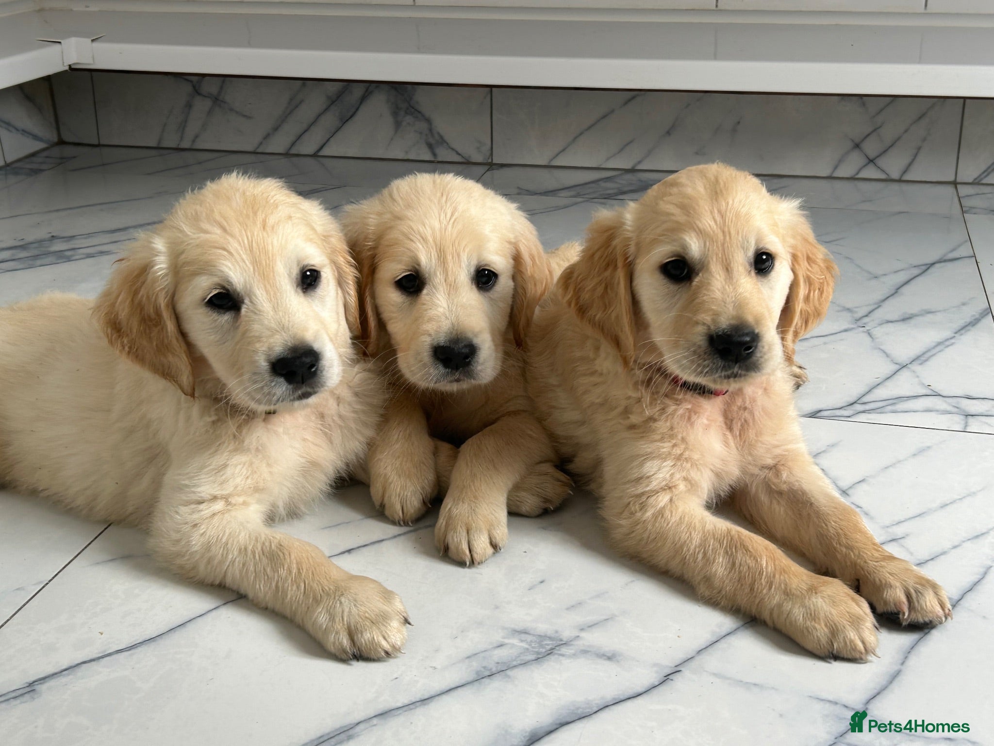 Golden Retriever dogs KC registered golden retriever puppies ready now. - Advert 1