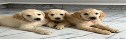 Golden Retriever dogs for sale: KC registered golden retriever puppies ready now. - Advert 1