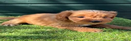 Cockapoo dogs for sale: Gorgeous Toy Cockapoo pups - Advert 10
