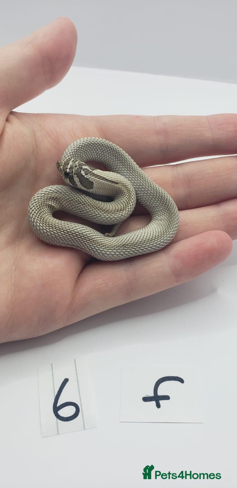 Snake reptiles Baby Western Hognoses mixed sex and morphs From - Advert 11