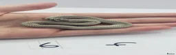 Snake reptiles for sale: Baby Western Hognoses mixed sex and morphs From - Advert 1