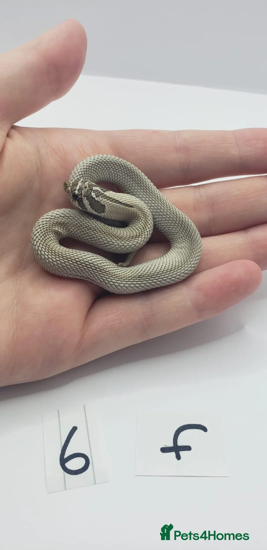 Snake reptiles for sale: Baby Western Hognoses mixed sex and morphs From - Advert 1