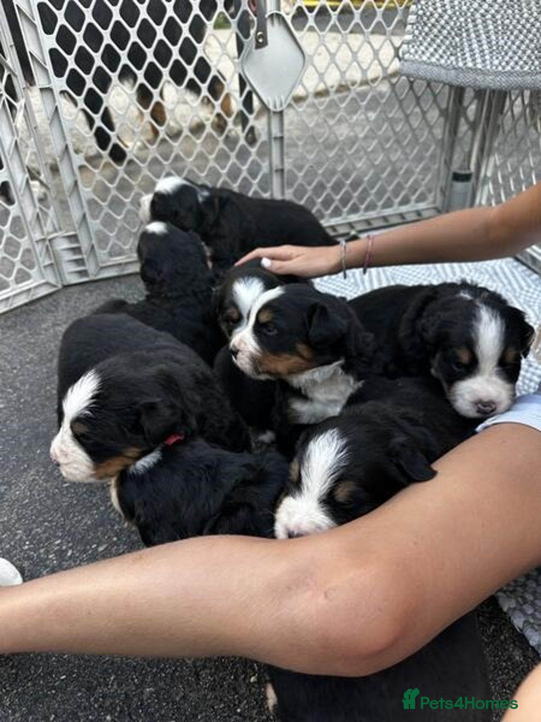 Bernese Mountain Dog dogs for sale: Quality Bernese Mountain Dog Puppies - Advert 3