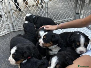 Bernese Mountain Dog dogs Quality Bernese Mountain Dog Puppies - Advert 1