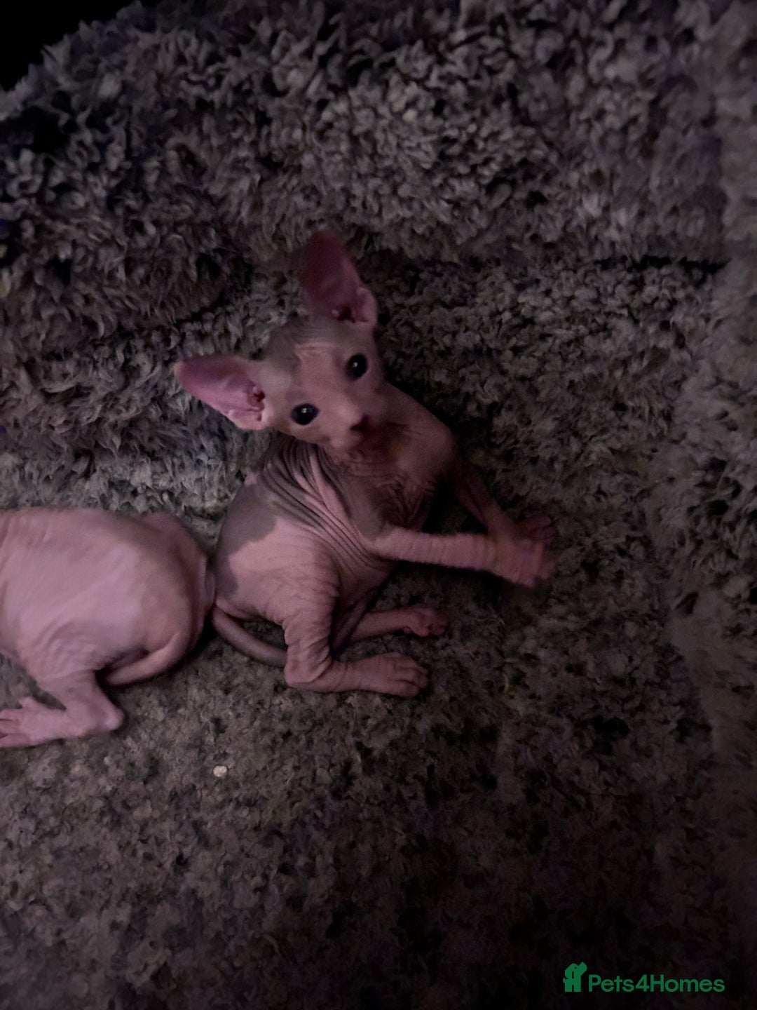 Sphynx cats for sale: Beautiful cats sphynx - Advert 6