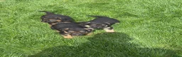 German Shepherd dogs for sale: German Shepard  - Advert 10