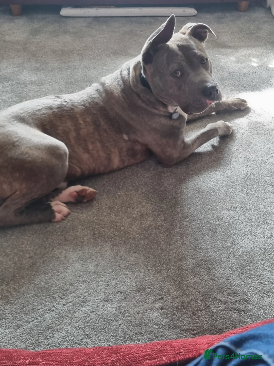 Mixed Breed dogs for sale: Staffy Corso boy for sale in Haywards Heath - Advert 2