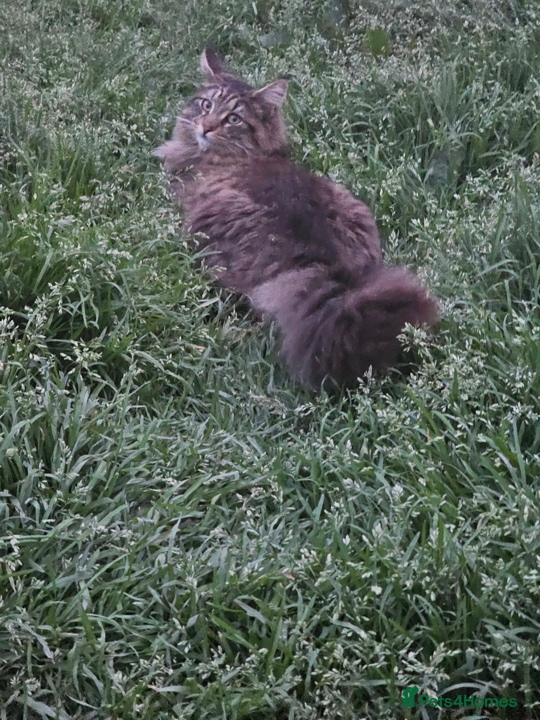 Maine Coon cats for sale: Boy Maine Coon (Open To Offers) - Advert 3