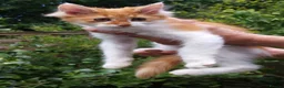 Mixed Breed cats for sale: Large Long Haired Kittens  Looking for good homes  - Advert 13