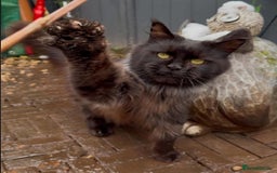 Maine Coon cats for sale: Retired breeding queen  - Image 3