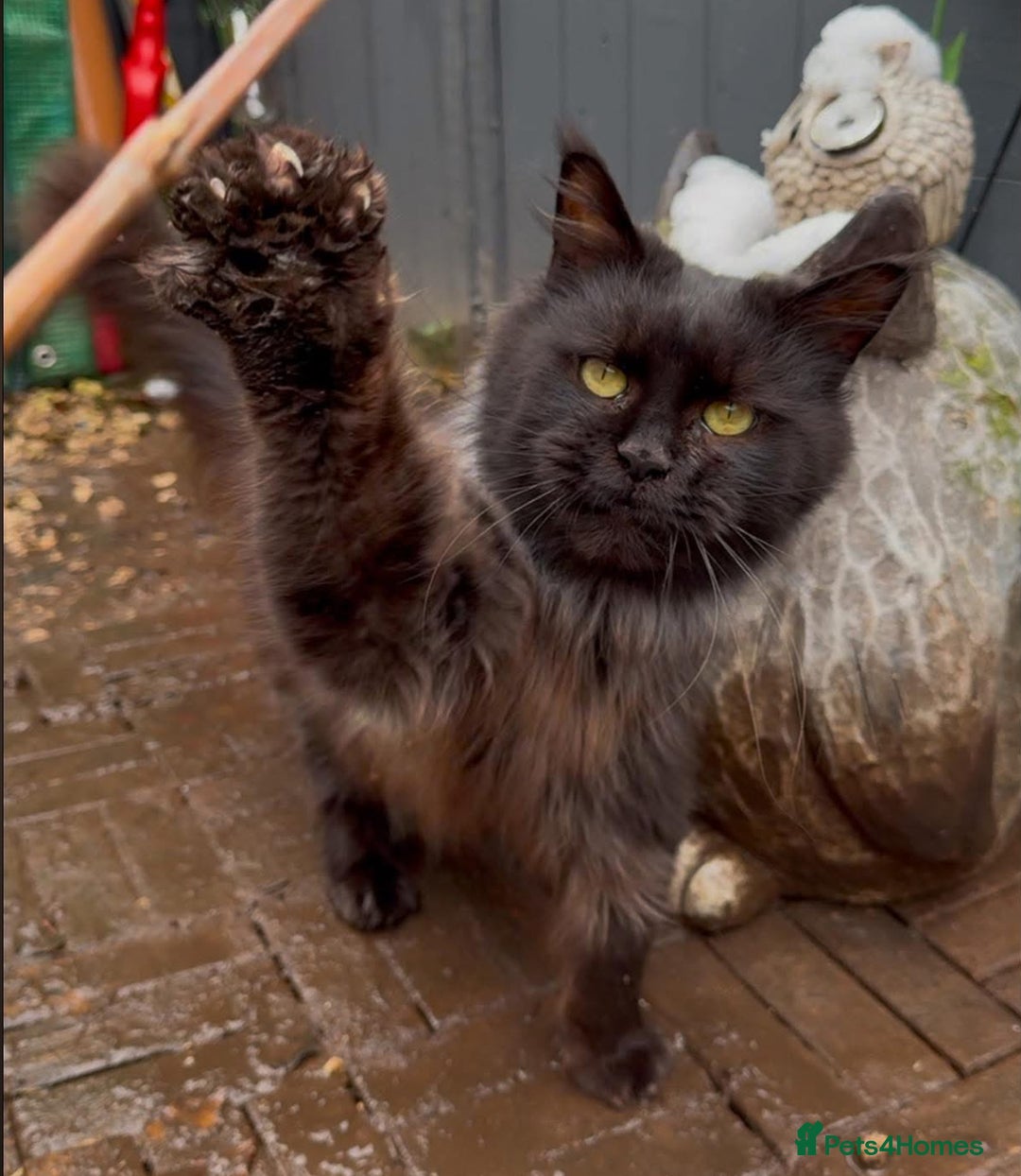 Maine Coon cats for sale: Retired breeding queen  - Image 3