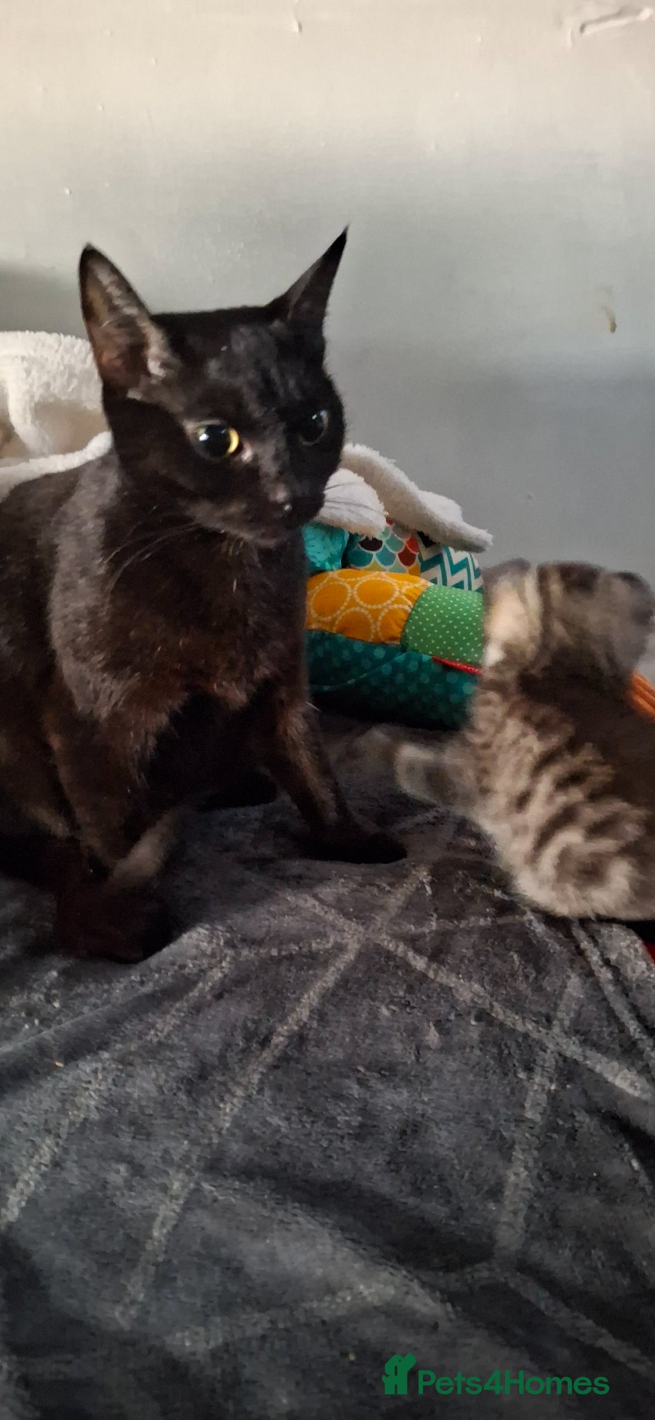 Mixed Breed cats Tabby kittens ready for homes  - Advert 5