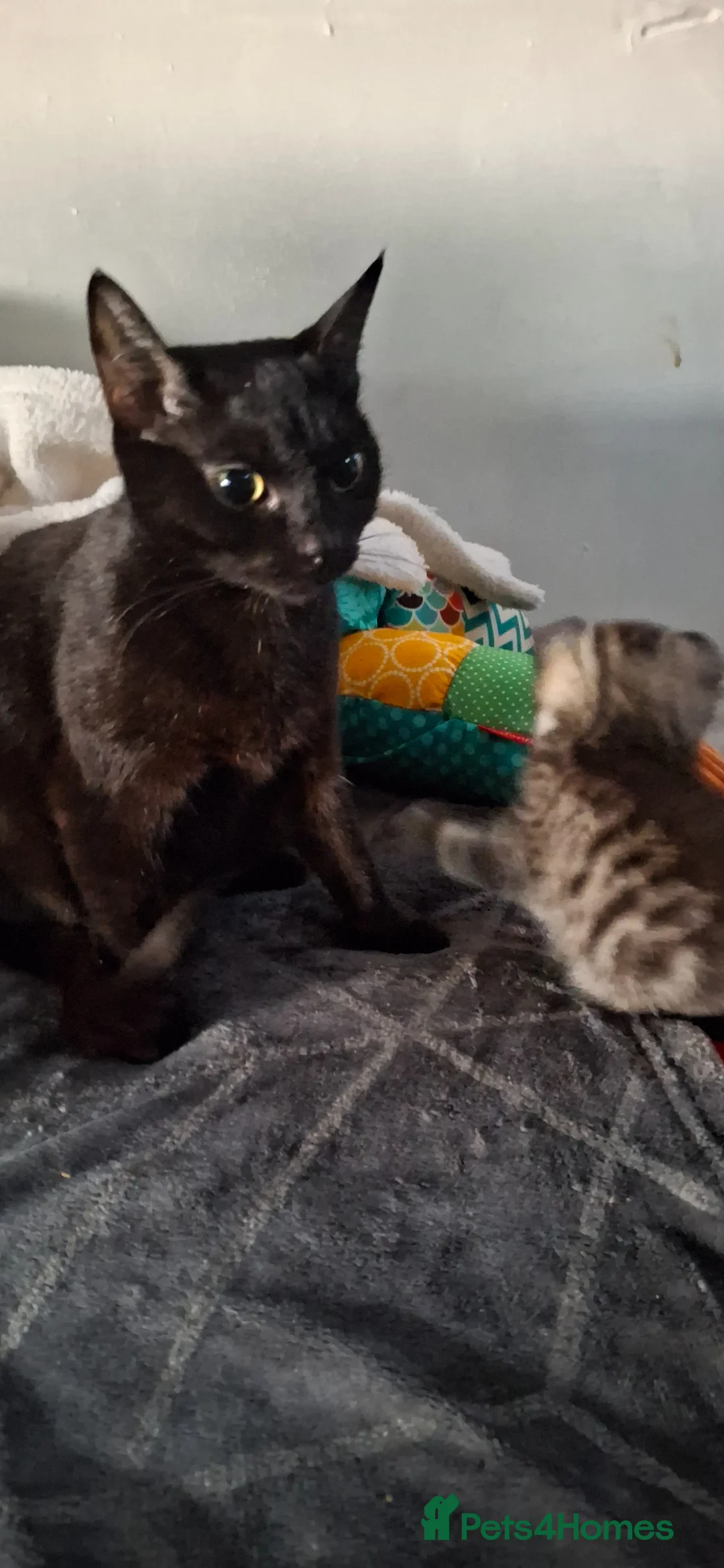 Mixed Breed cats for sale: Tabby kittens ready for homes  in Ipswich - Advert 1