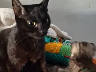 Mixed Breed cats Tabby kittens ready for homes - Advert 5