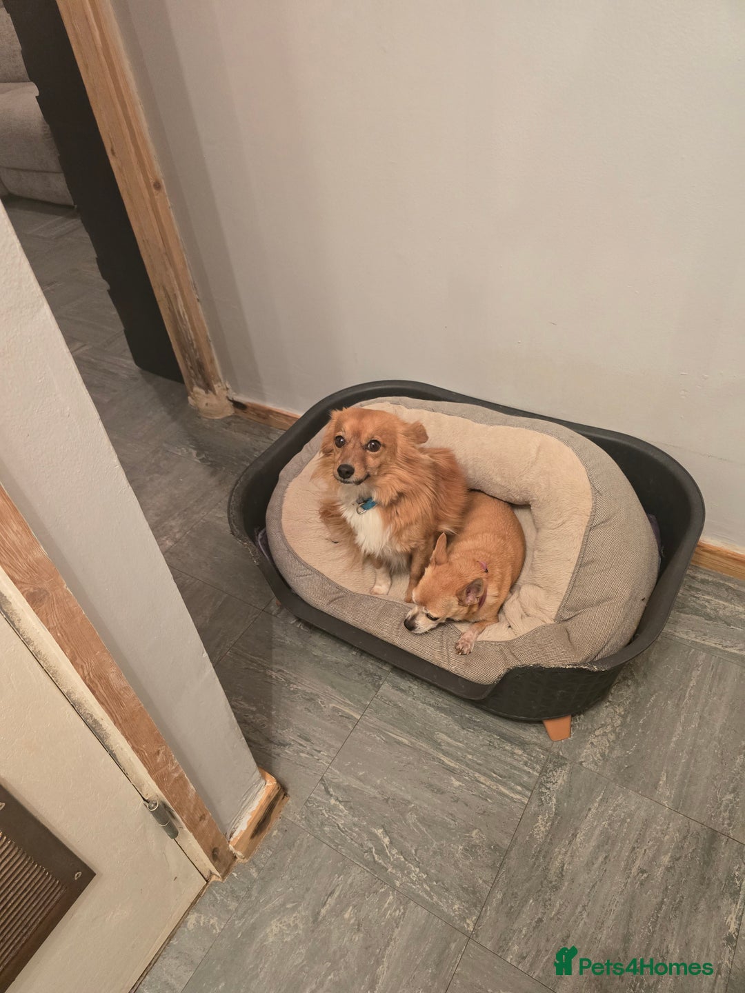 Jack Russell dogs for sale: 2 Jack Russell sibilings for sale - Advert 3