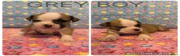 Olde English Bulldogge dogs for sale: READY TO LEAVE 3 old English bulldog  - Advert 35