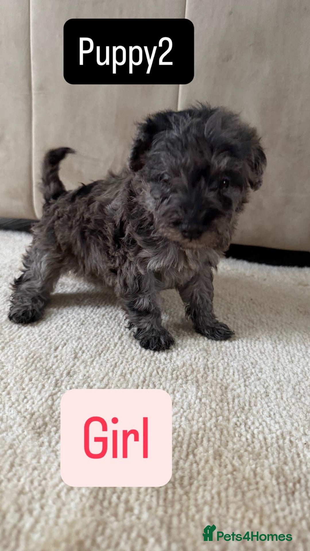 Mixed Breed dogs for sale: Schnoodle puppies for sale  - Advert 14
