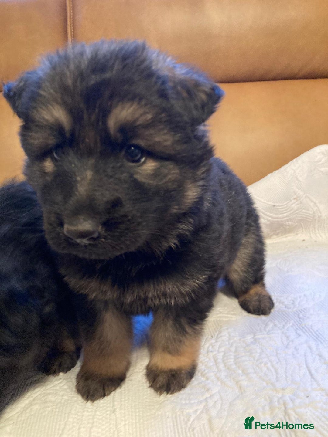 German Shepherd dogs for sale: Beautiful German shepherd Puppies - Advert 7
