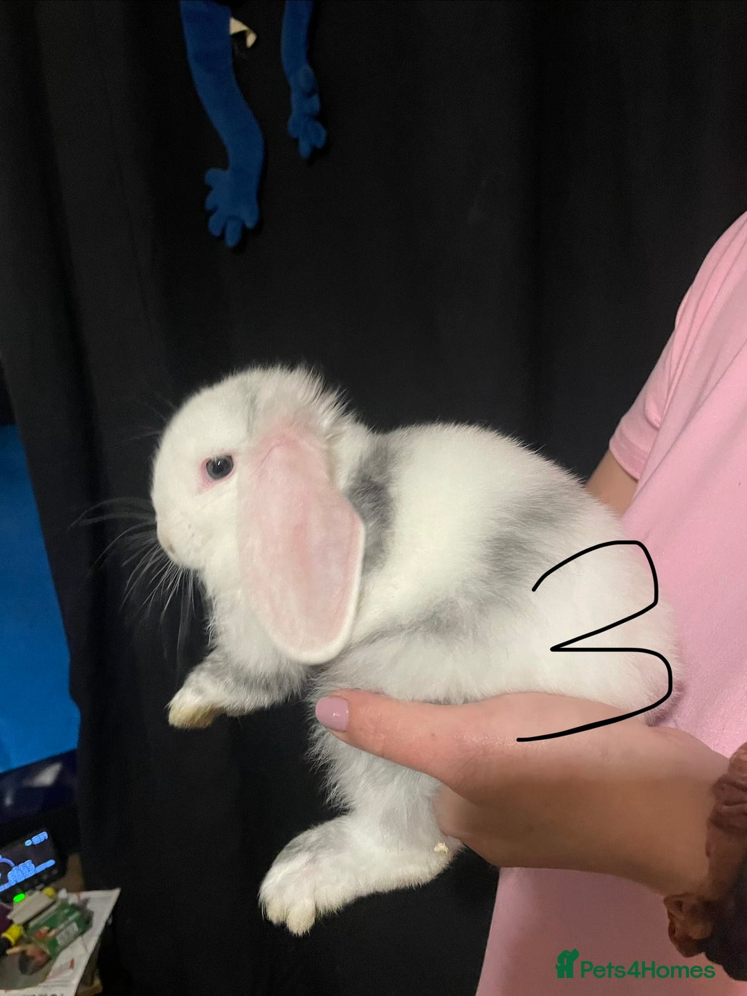 Mixed Breed rabbits for sale: 4x Bunnies for sale  - Advert 22