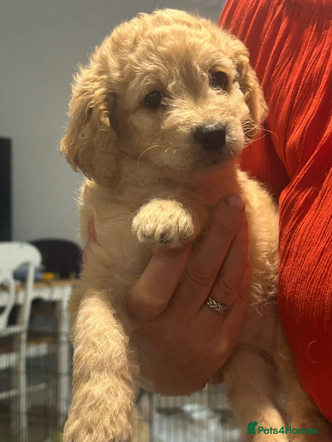 Cockapoo dogs for sale: F1b cockapoo puppies - Advert 2